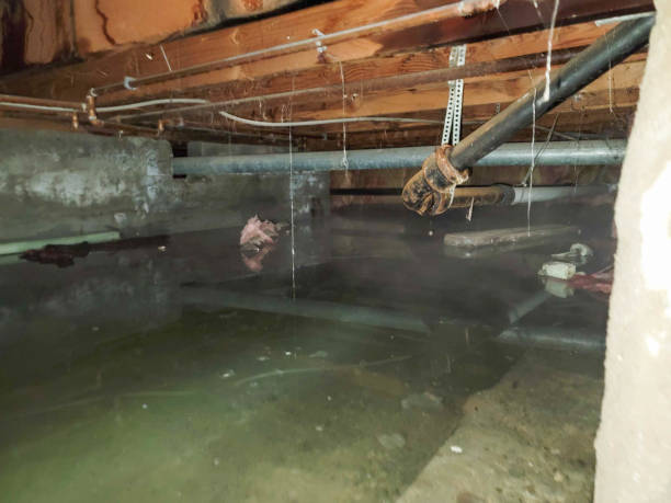 Best Water damage restoration near me  in , MO