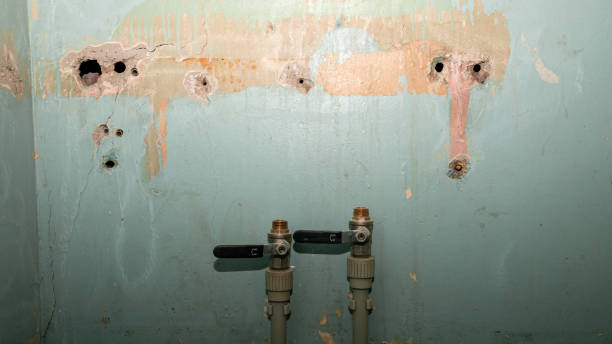 Best Mold removal after water damage  in , MO